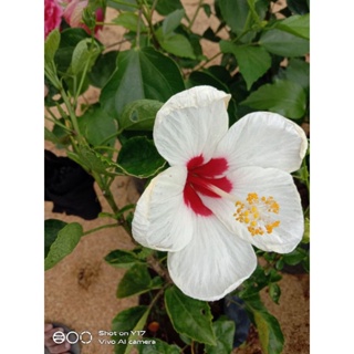 Appree Pressed Flower Sticker - Rose of Sharon