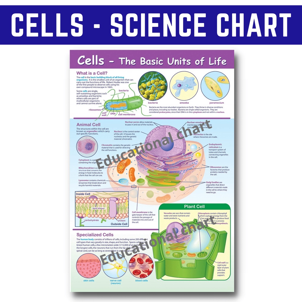 CELLS BASIC UNITS OF LIFE POSTERS CHARTS I ALL ABOUT SCIENCE CHARTS, A4 ...