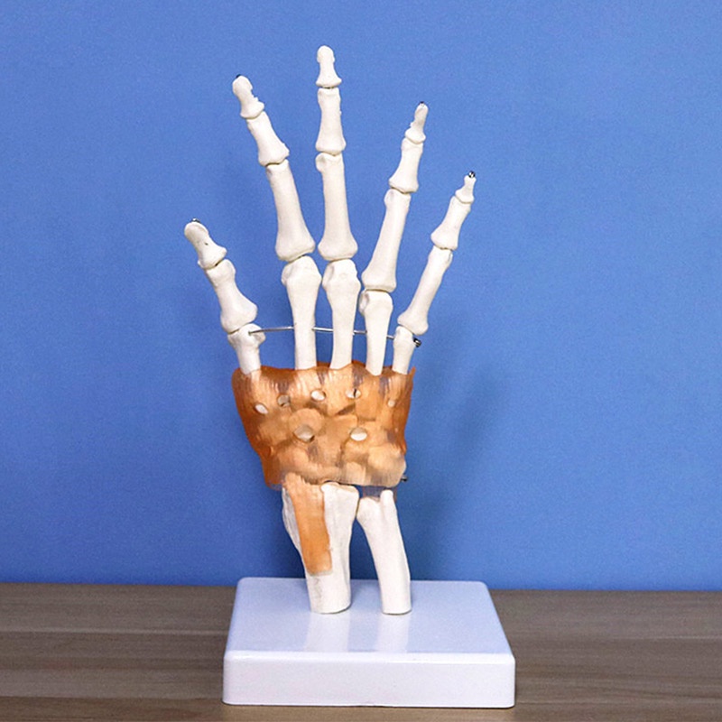 Hand Joint with Ligament Model Anatomical Skeleton Human Anatomy Study