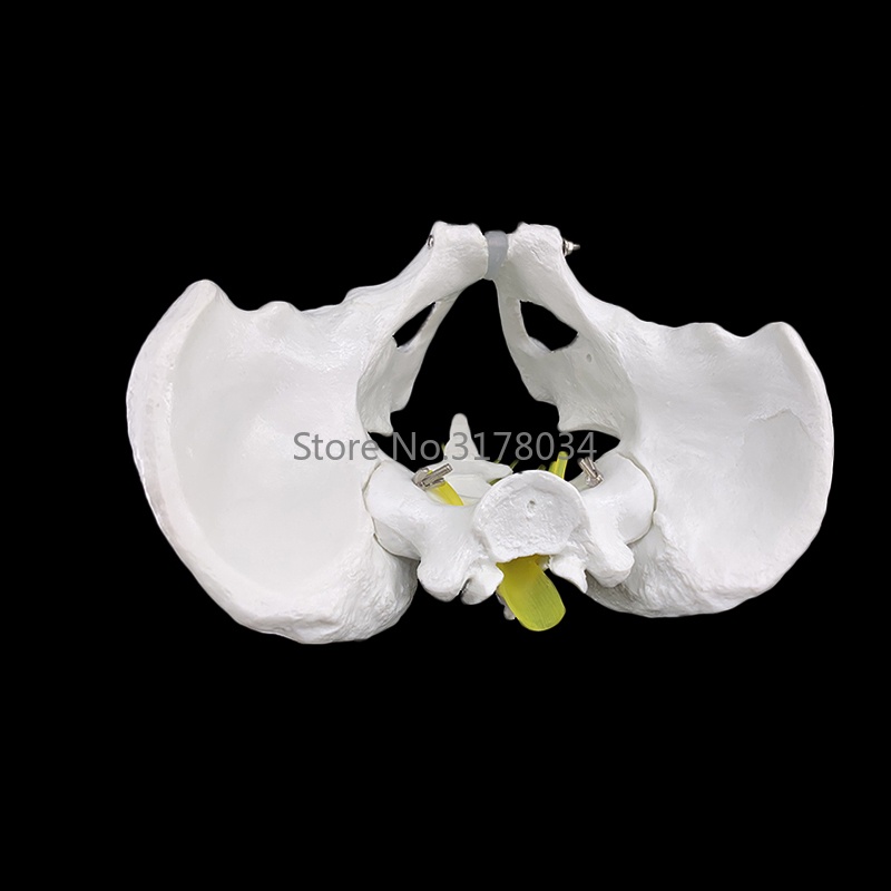 Life Size Male Anatomy Pelvis Pelvic Skeleton Throat Anatomical