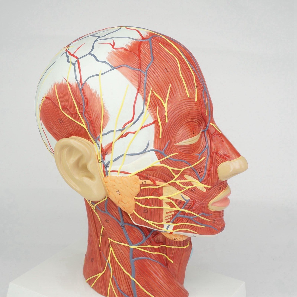 Median Section of Human Head & Neck Anatomical Model Medical Skeleton
