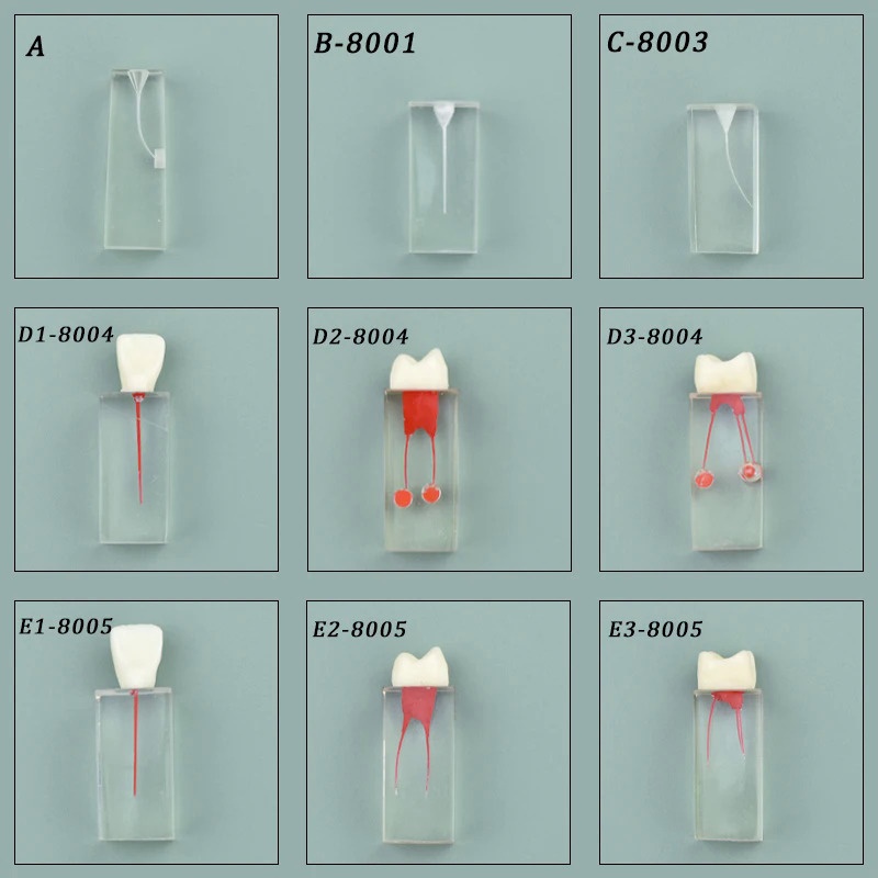 WKDE Dental Model Endodontic Root Canal Block Practice Teeth Pulp ...