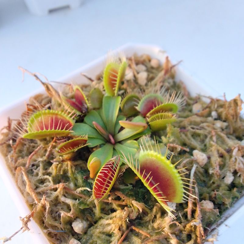 VENUS FLYTRAP / CARNIVOROUS PLANTS / PLANT EATING INSECTS | Shopee ...