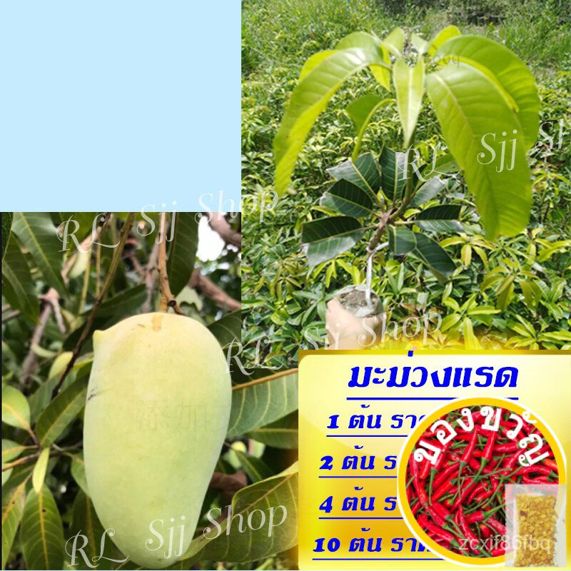 1 saplings of mango, rhinoceros, the growth of the mango is light