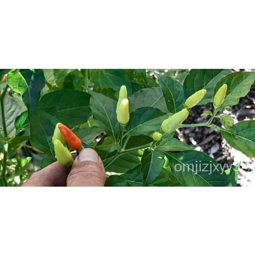 Very Hot Birds Eye Thai Chilli Seeds, Capsicum frutescens Siling Labuyo