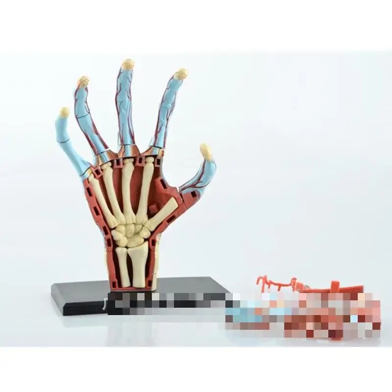 Hand Structure Model Primary and Secondary Schools Teaching Equipment ...