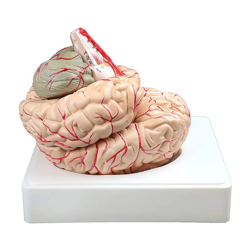 ~1:1 Life Size Human Brain Model With Arteries Anatomical Medical Organ ...