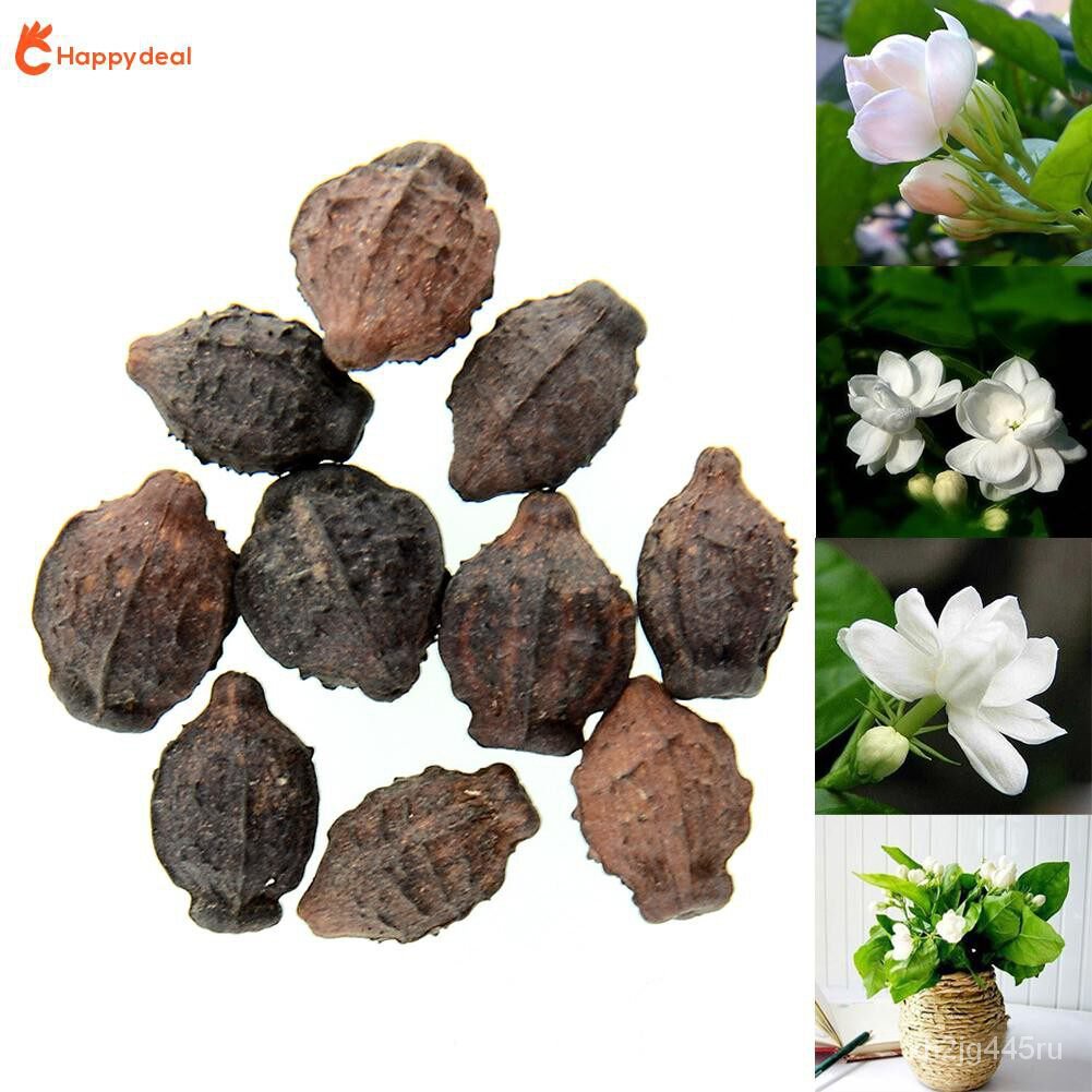 10 seeds of Jasmine jasmine white flower seeds are flowering varieties ...