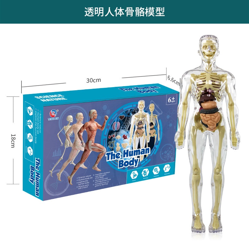 3d-human-body-torso-model-for-kid-anatomy-model-skeleton-new-human-body