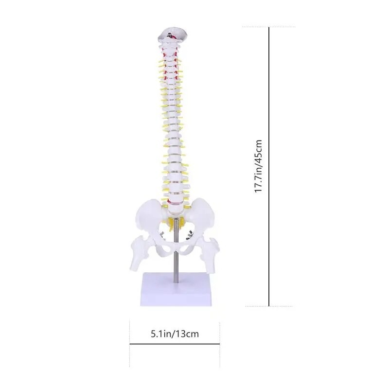 Model Spine Anatomy Human Anatomical Spinal Training Models Tailbone ...