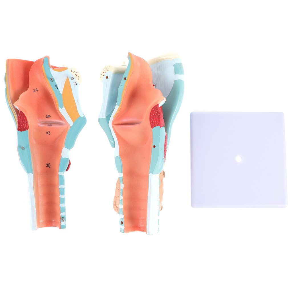 Anatomy Teaching Model Laryngeal Prop Throat Anatomy 3d Models Human ...