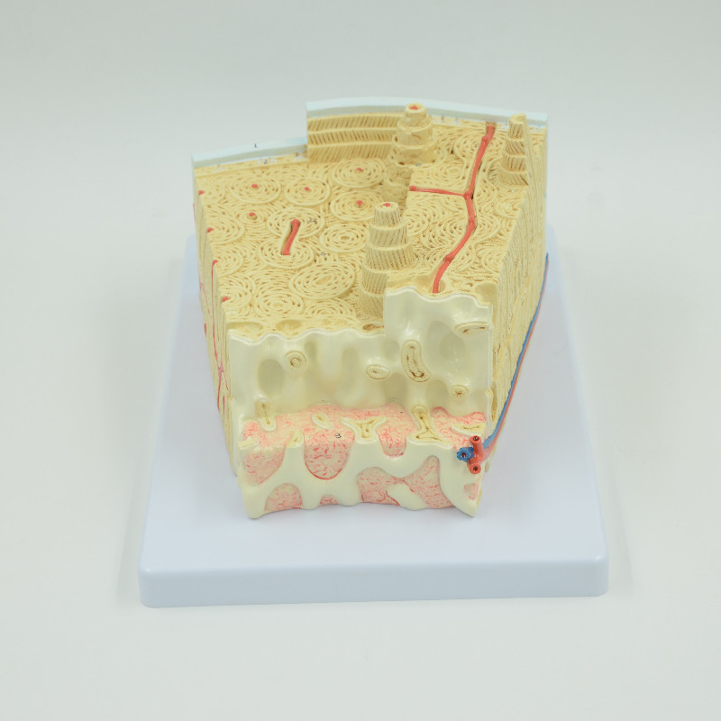 Enlarged Bone Tissue Model Femur with Periosteum Vessels Spongy and ...
