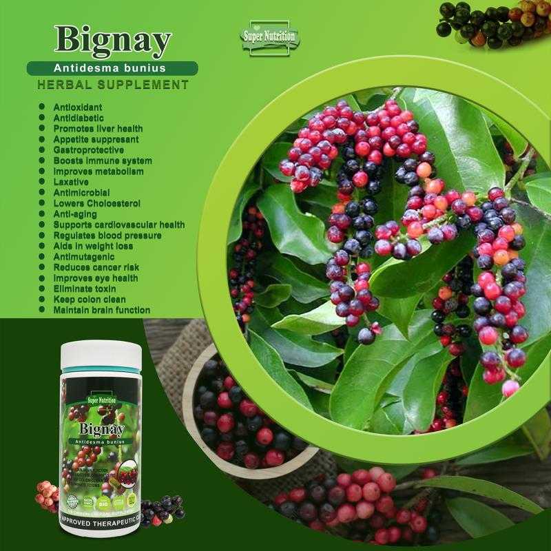 Bignay Herbal Capsules Lowers Cholesterol Maintains Healthy Heart