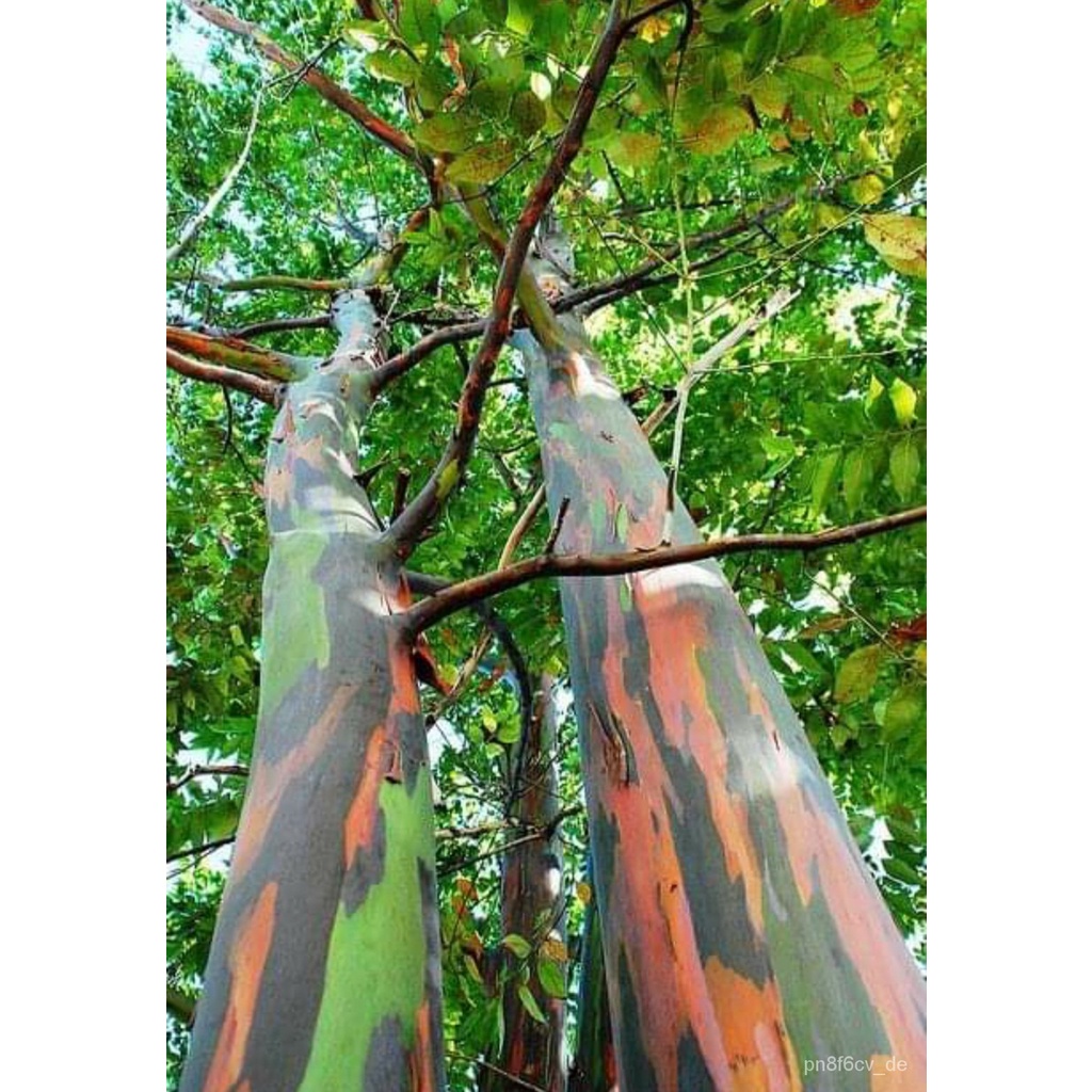 Rainbow eucalyptus seeds Rainbow Eucalyptus Eucalyptus Eucalyptus ...