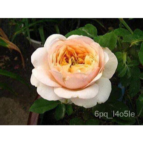 30 seeds of rose Juliet Rose seed, big flower seeds imported from