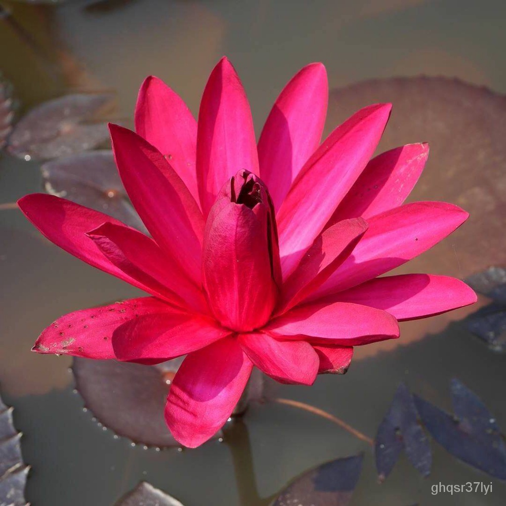 5 big red lotus flower seeds with a manual with planting กรณีโทรศัพท์