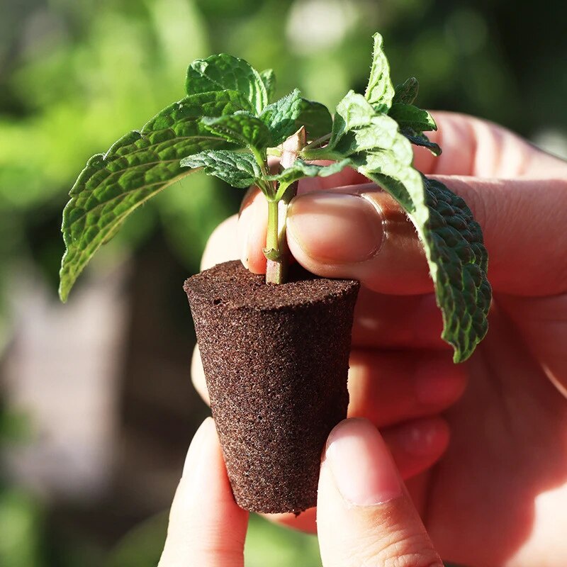 12Pcs/Pack Seedling Block Growing Sponge Hydroponic Supplement Seedling ...