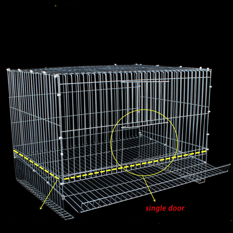 Family Farm rearing raising backyard quail chick birds Partridge pigeon ...