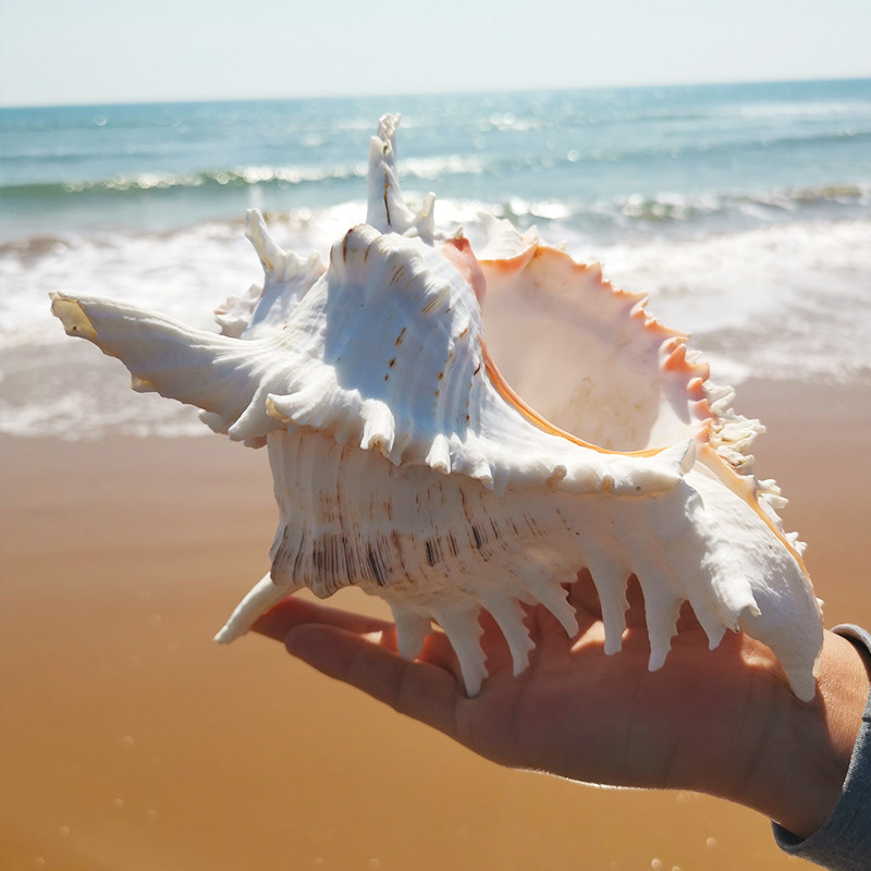 Murex Ramosus Shell Large Natural Sea Shells Real Huge Ocean Conch ...