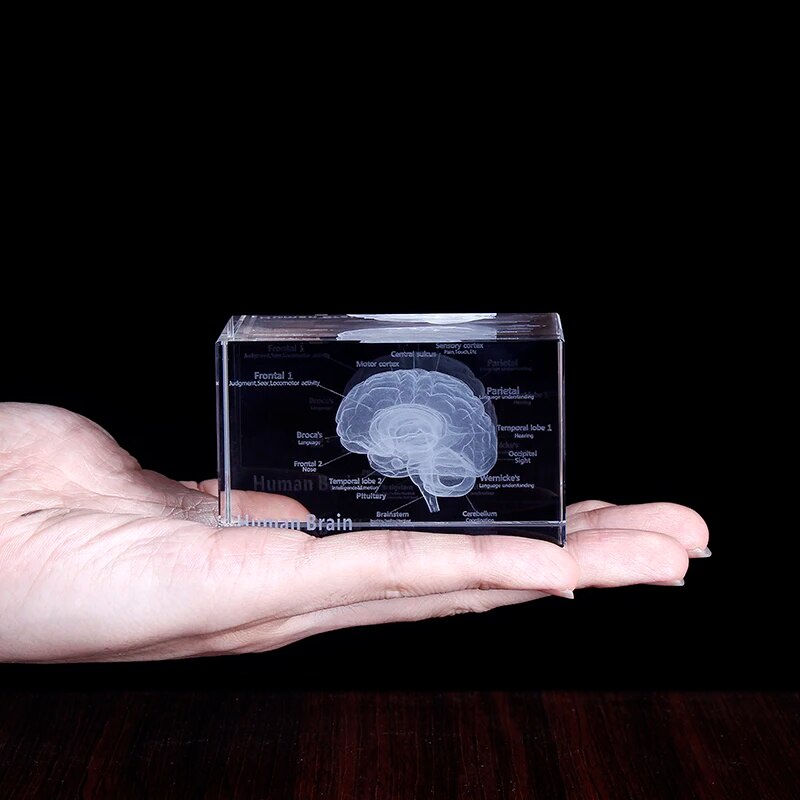 3D Human Anatomical Model Crystal Laser Brain Sculpture Cube ...