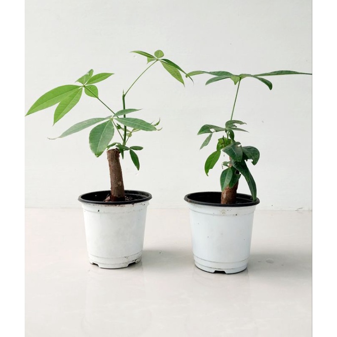 Pachira aquatica ( Money tree / Castanas / Guiana Chestnut ) | Shopee ...