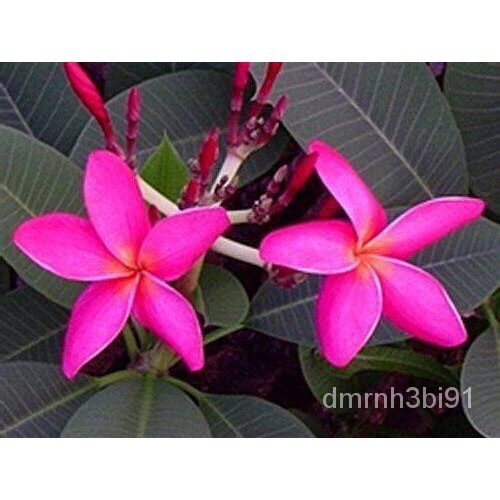 30 seeds, plumeria seeds, or frangipani plumeria seed, imported from