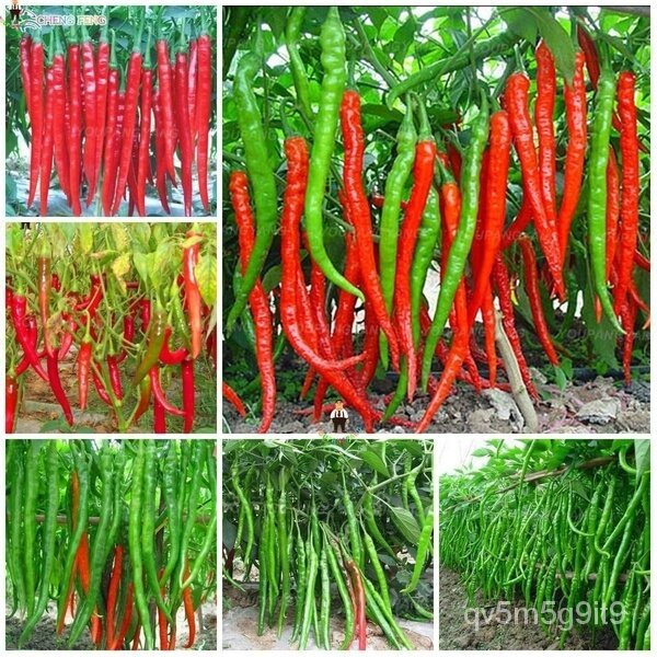 Philippines Ready-Made Stock Long Pepper Seeds 50 Seeds Red Chilli ...