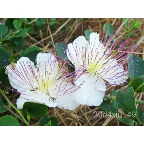 Capparis Spinosa 25 Seeds Caper Berry Plant NIZK Shopee Philippines