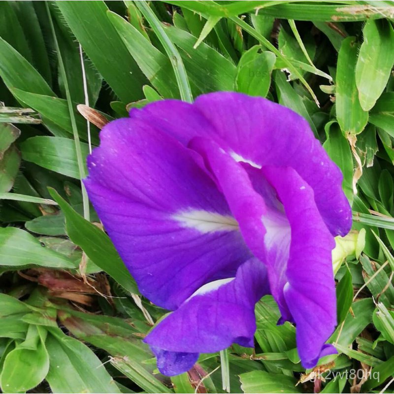 Blue butterfly pea flower seed multitube/Brigitte Benich flower Trang