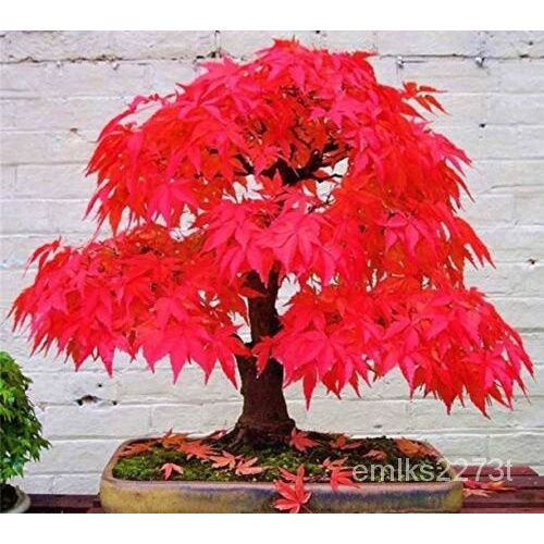 10 Dwarf Bonsai Japanese Red Maple Seeds Mini Planting Tree/tie/Garden ...