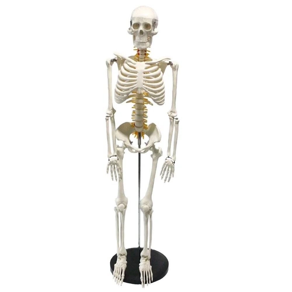 Anatomy Skeleton Model FRT005 High Quality PVC Bone Best Selling with