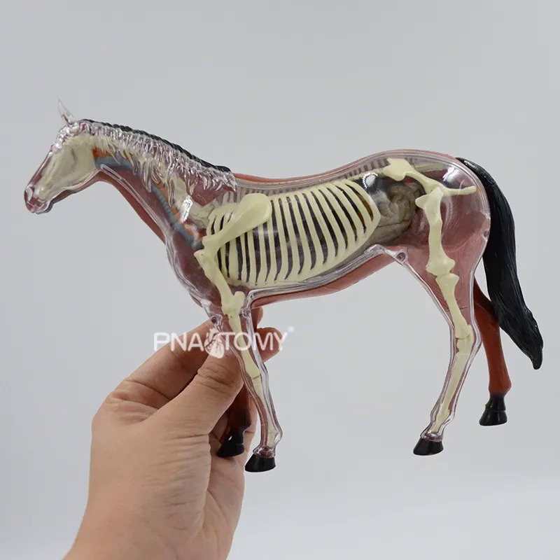 Q1Z0 4D VISION Horse Anatomical model Horse Skeleton Animal Anatomy Educational Equipment
