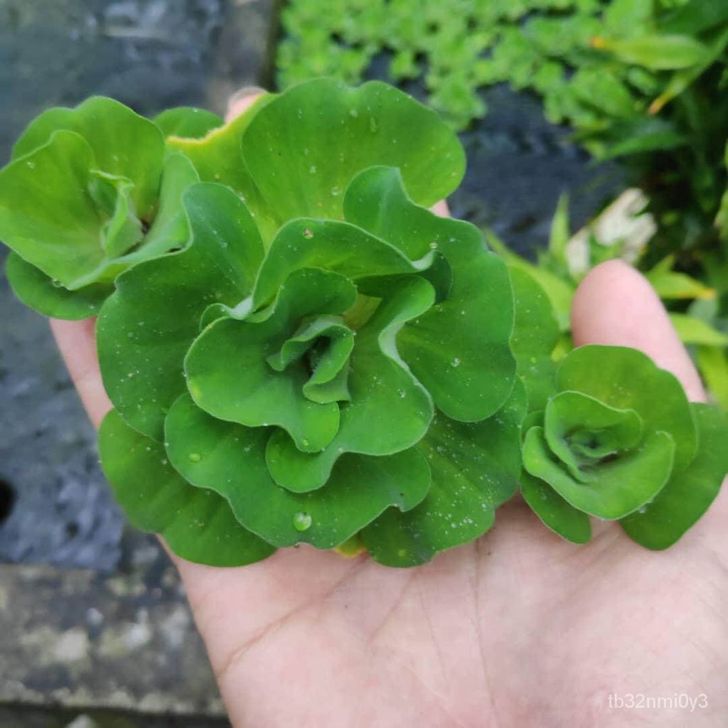 Corn lettuce duckweed 5 pieces/seed/Flower/gardening/garden/sunflower ...