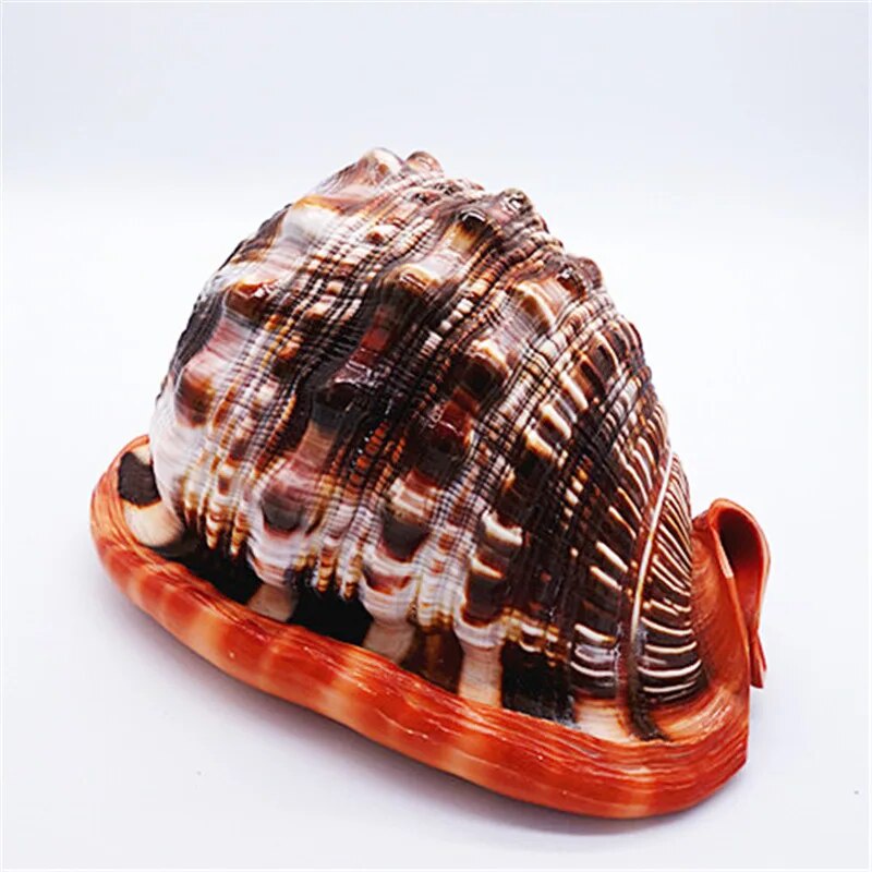 1217CM Natural Orange Sea Shells Snail Bull's-mouth Helmet Conch Home ...