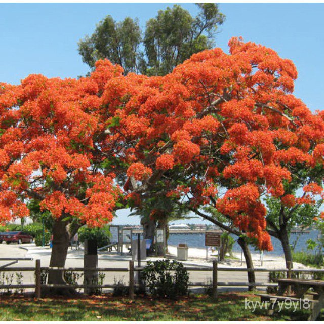 Royal poinciana flame fire tree delonix regia bonsai plant seeds/skirt ...