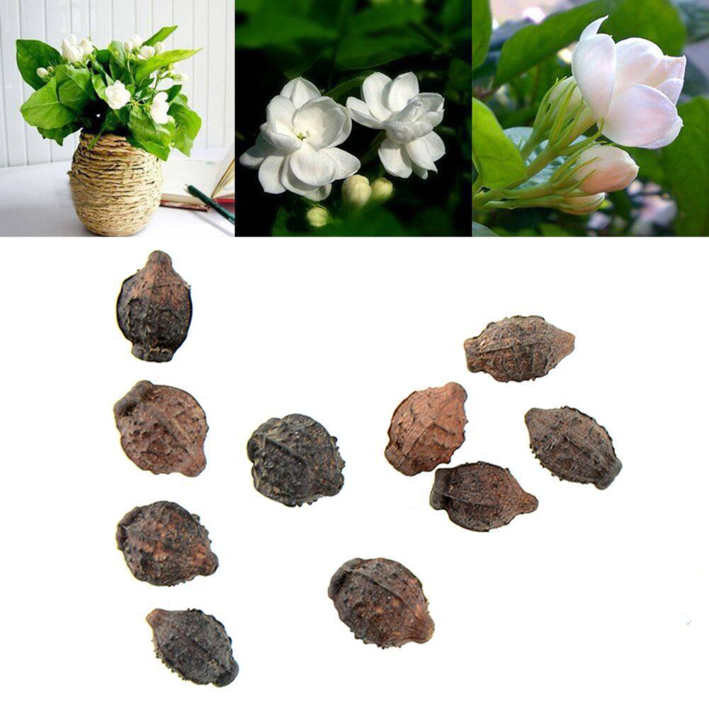 10 seeds of Jasmine jasmine white flower seeds are flowering varieties ...