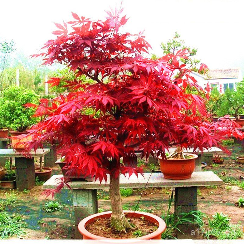 （sd155-5seeds）American red maple tree seeds bonsai seeds Can be grown ...