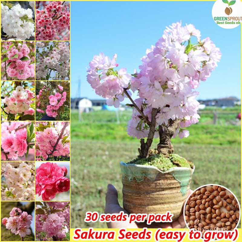 Easy to Plant 30 Seeds/Pack Potted Cherry Blossom Seeds Japanese Cherry