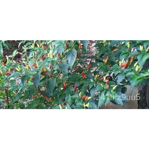 Hot Birds Eye Thai Chilli Seeds, Capsicum frutescens Siling Labuyo 35