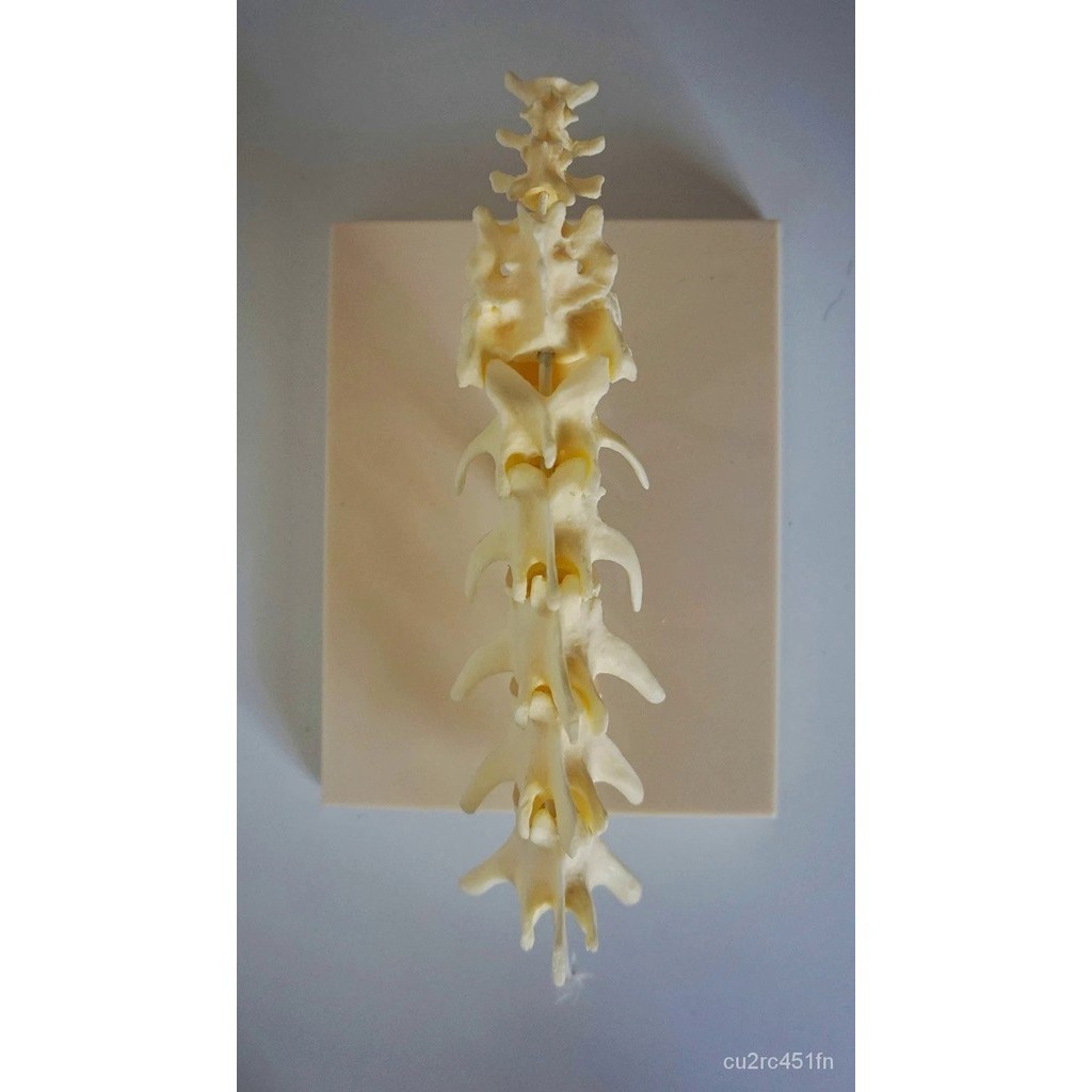 Dog Skeleton Bone Dog Spine Model Canine Skeleton Animal Anatomy Model ...