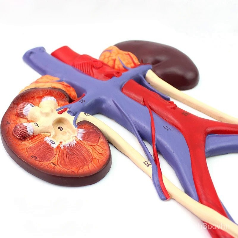 Male Urinary System Bladder Ureter Kidney Anatomy Model Medical Science ...