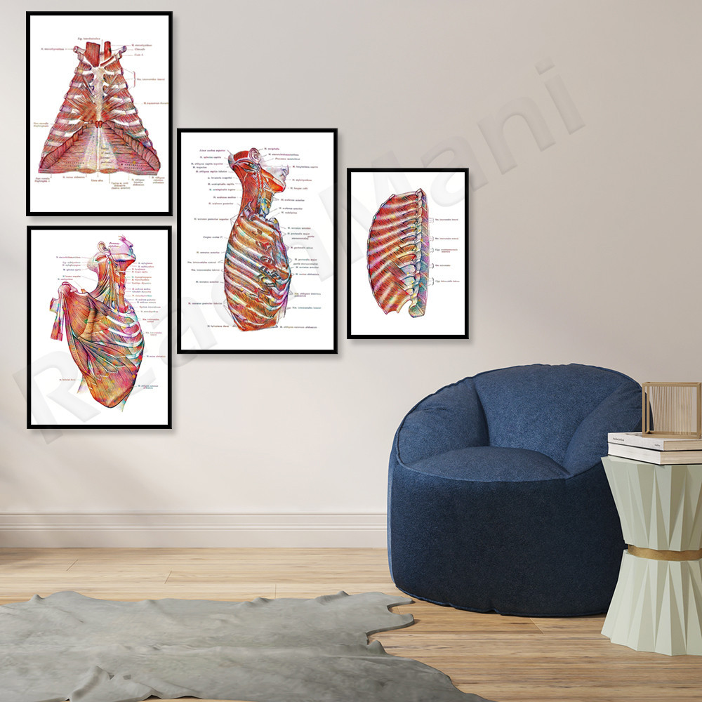 Torso Muscles Anatomy Poster, Chest and Muscles, Ribs Anatomy Print ...