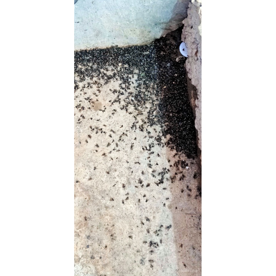 Hae Kira Fly killer flies insecticide instant fly killer pamatay ng