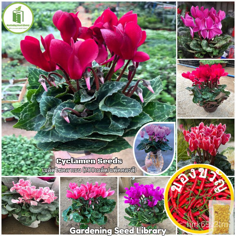 Mixed color cyclamen flower seeds for planting real flower seeds ...