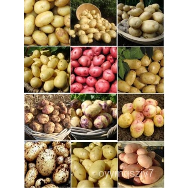 Seed Potatos First Early Second Early Main Crop-Many Varieties X12 Seed ...