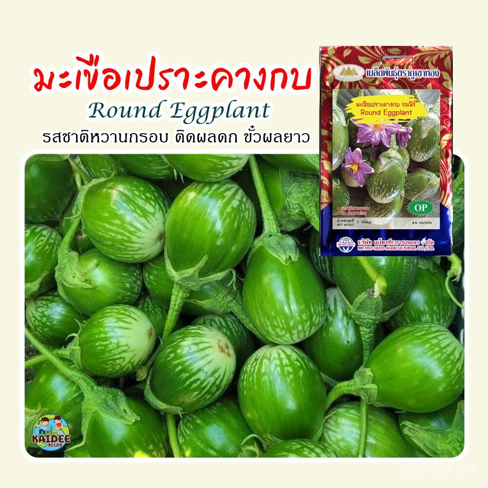 Eggplant seed, brittle, chin, eggplant, round eggplant, coat, Golden