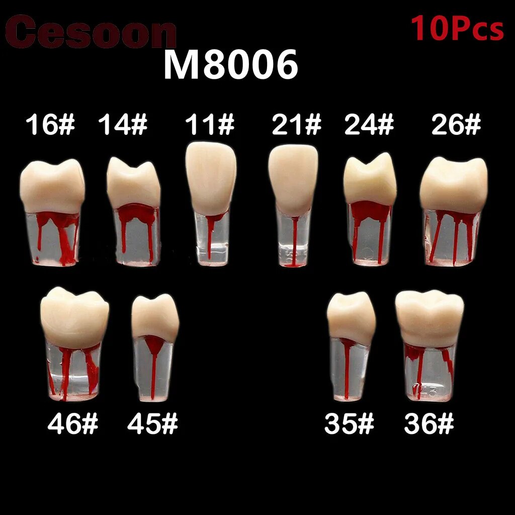 43d 10Pcs Dental Teeth Model Endodontic Root Canal Block Study Practice Endo Training Demo Stu
