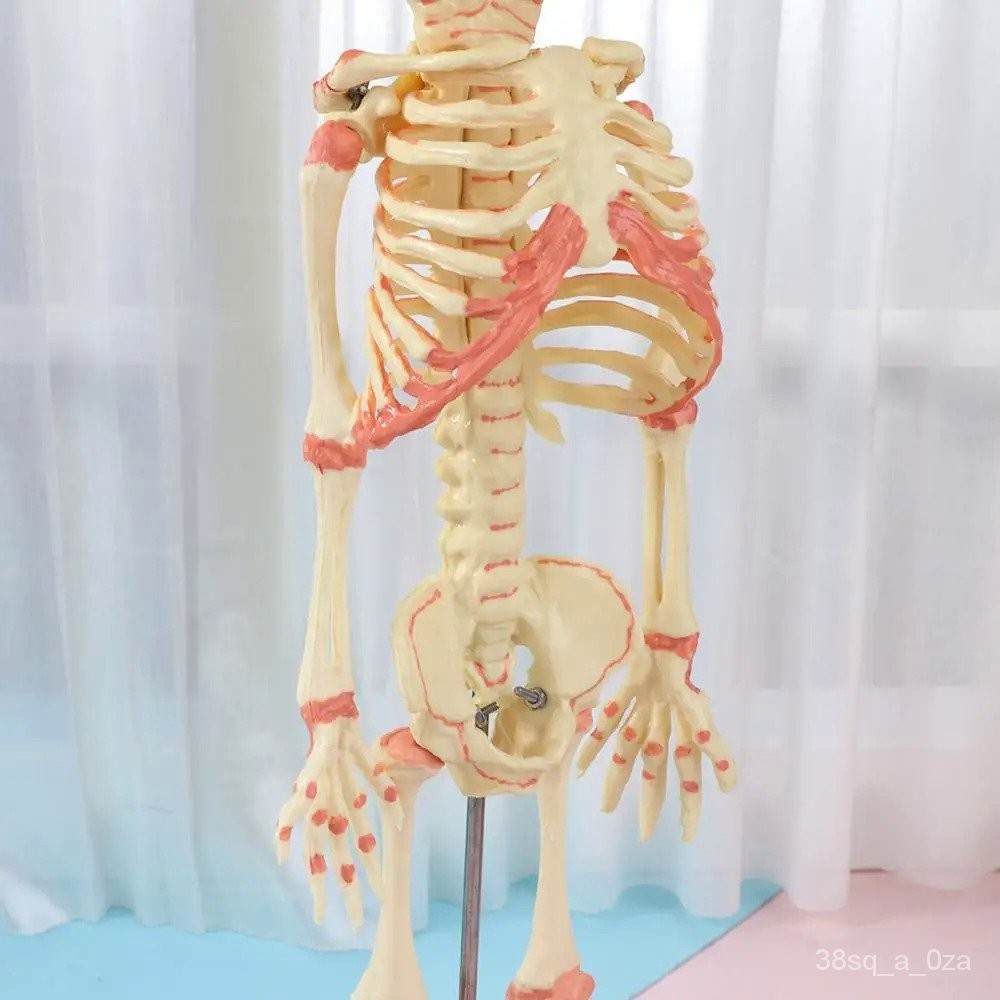37cm Human Double Head Baby Skull Skeleton Anatomy Brain Display Study ...