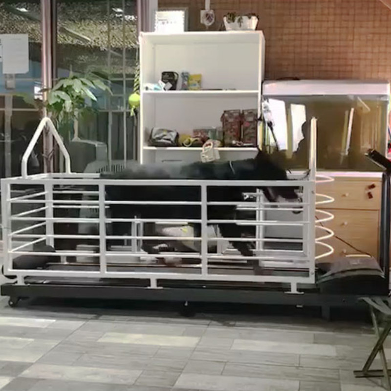 Treadmill Doberman Pinscher Treadmill Golden Retriever Treadmill