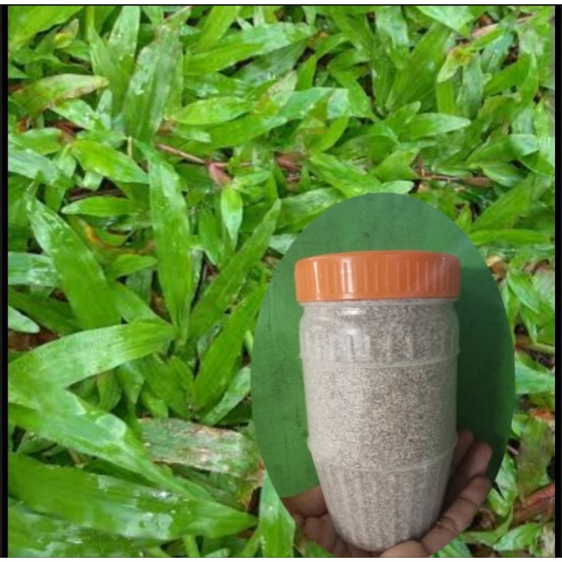 Carabao grass seeds Shopee Philippines